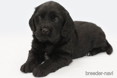 成約済の神奈川県のミックス犬-320555の2枚目